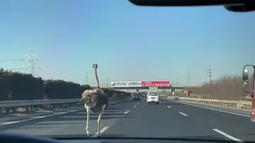 Una avestruz corre por una autopista en China después de caerse de un camión