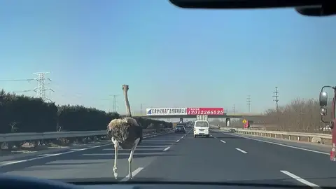 Una avestruz corre por una autopista en China después de caerse de un camión Una avestruz corre por una autopista en China después de caerse de un camión