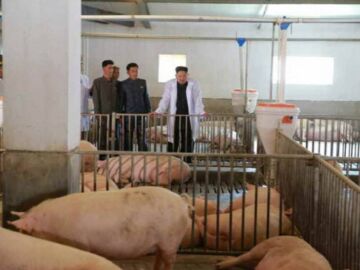 Kim Jong Un en una granja de cerdos