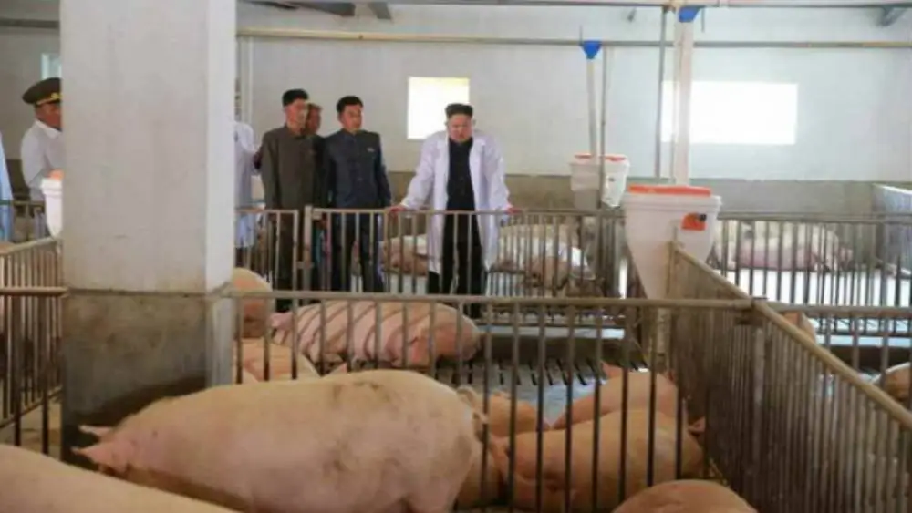Kim Jong-Un en una granja de cerdos