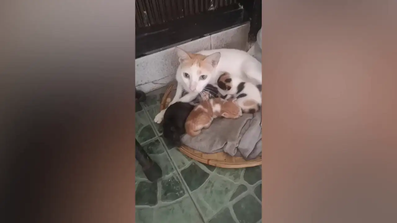 Una gata que acababa de dar a luz adopta a una rata