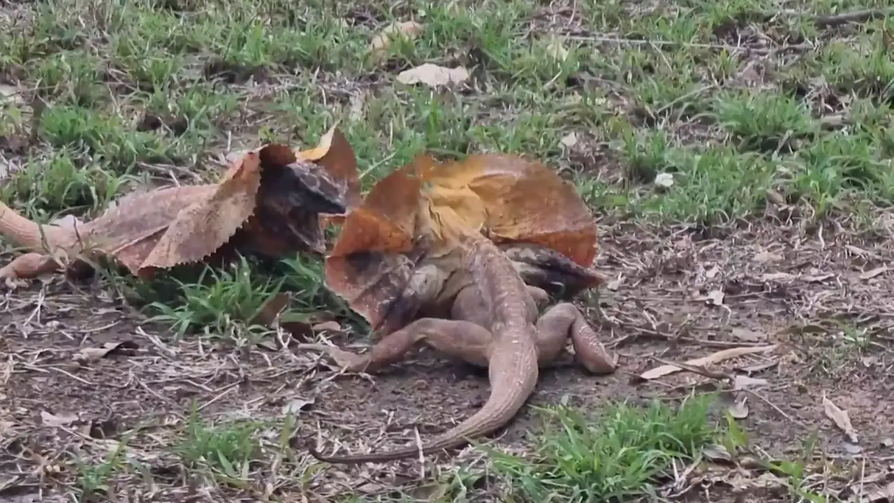 La espectacular batalla de dos lagartos que parecen dinosaurios