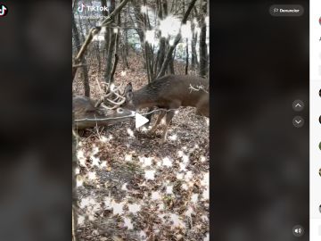 El cazador que emocionó a las redes tras liberar a dos ciervos