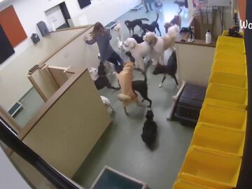 Una entrenadora es derrumbada por un grupo excitado de perros