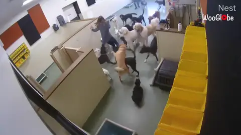 Una entrenadora es derrumbada por un grupo excitado de perros Una entrenadora es derrumbada por un grupo excitado de perros