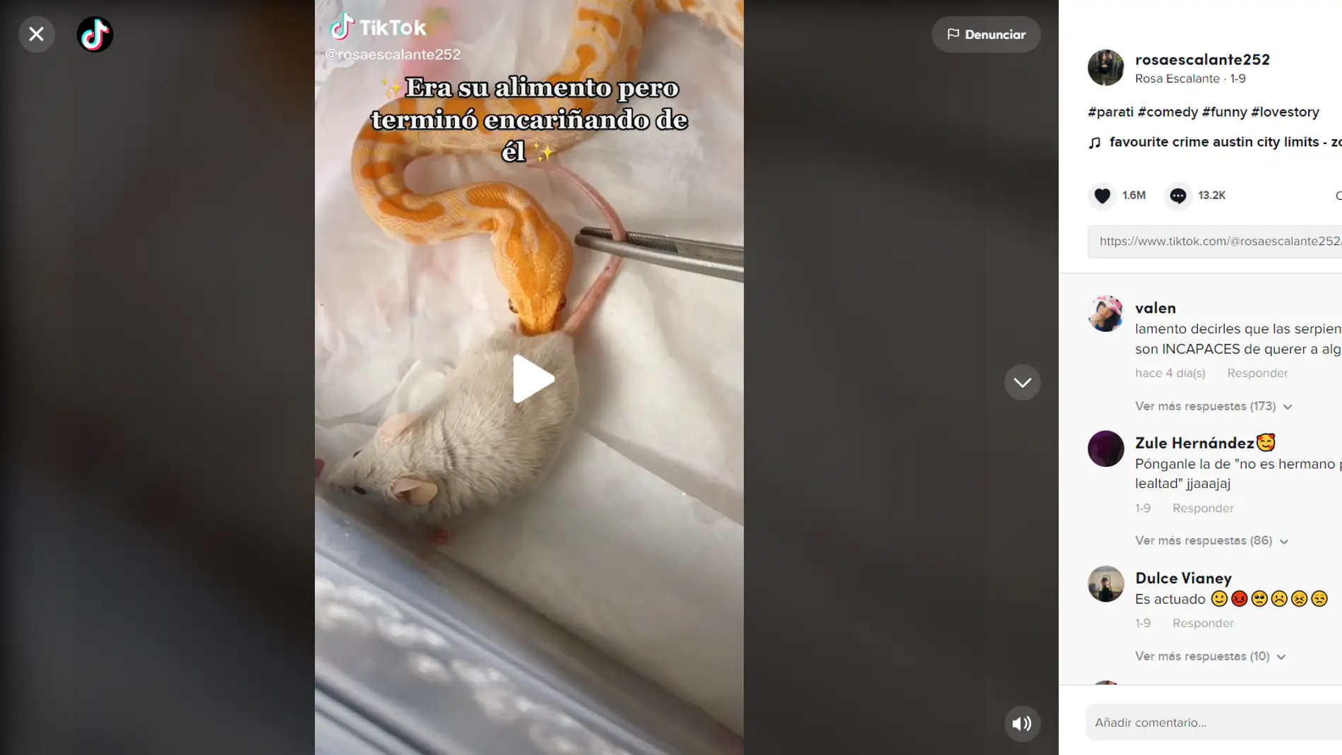 Joven le da un ratón como alimento a su serpiente y esta se encariña con el roedor