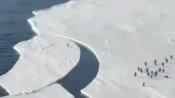 El vídeo del pingüino que se libra de quedarse aislado por una grieta de hielo vuelve a ser viral