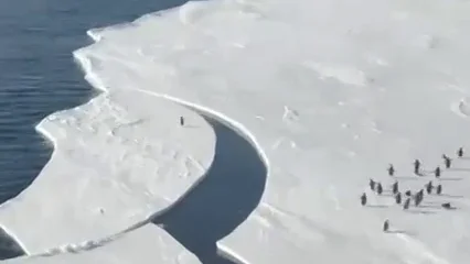El v&iacute;deo del ping&uuml;ino que se libra de quedarse aislado por una grieta de hielo vuelve a ser viral