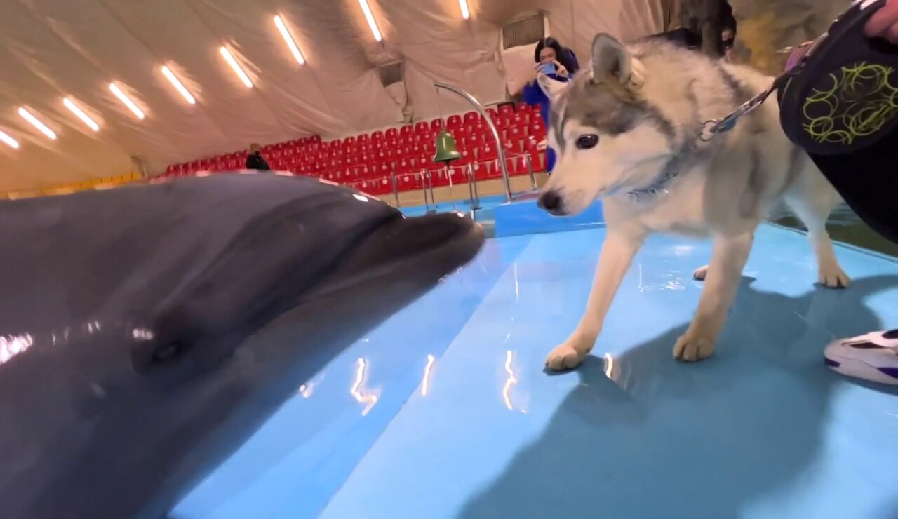 Un perro husky es viral tras su reacción al interactuar con tres delfines 