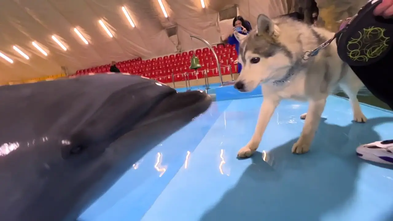 Un perro husky es viral tras su reacción al interactuar con tres delfines 