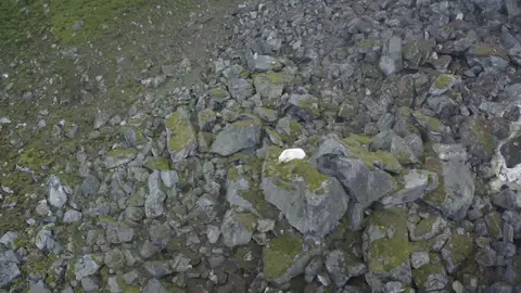 Impactantes imágenes de un oso polar aislado lejos de la nieve Impactantes imágenes de un oso polar aislado lejos de la nieve