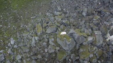 Impactantes imágenes de un oso polar aislado lejos de la nieve