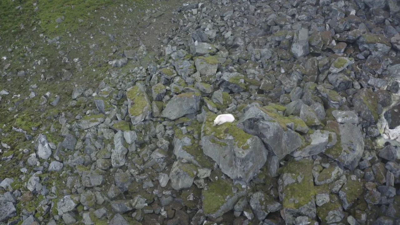 Impactantes imágenes de un oso polar aislado lejos de la nieve