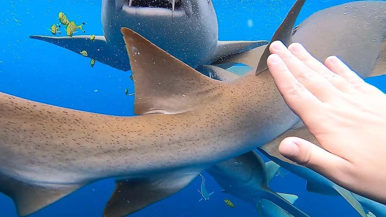 Nadando entre tiburones
