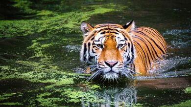 Horóscopo chino para 2022: conoce lo que te esperará en este año del Tigre que comienza