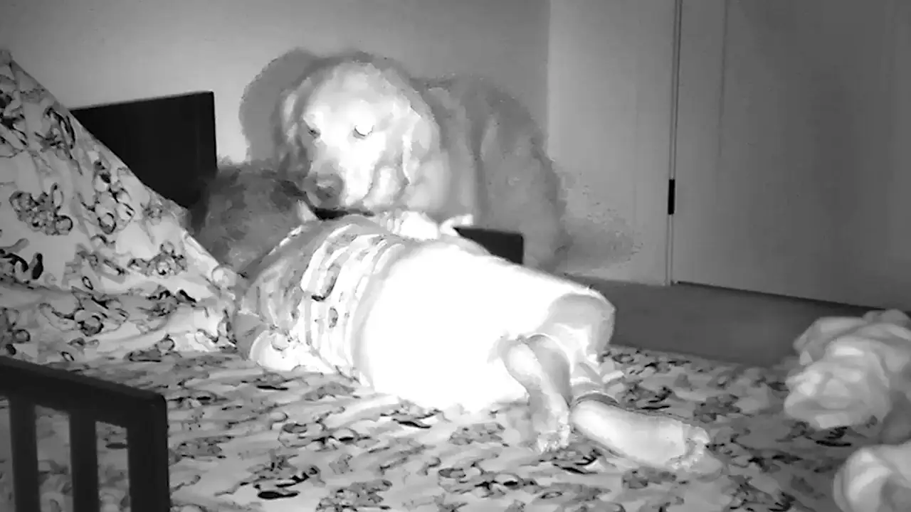 La cámara de seguridad grabó lo que hace este perro por la noche con el bebé