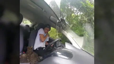 El increíble momento en que un águila herida se cuela en un coche en movimiento El increíble momento en que un águila herida se cuela en un coche en movimiento
