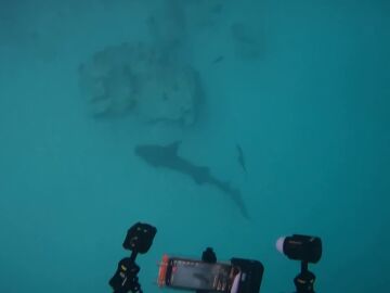 Impactante vídeo de un tiburón de dos metros herido descansando en el fondo del océano