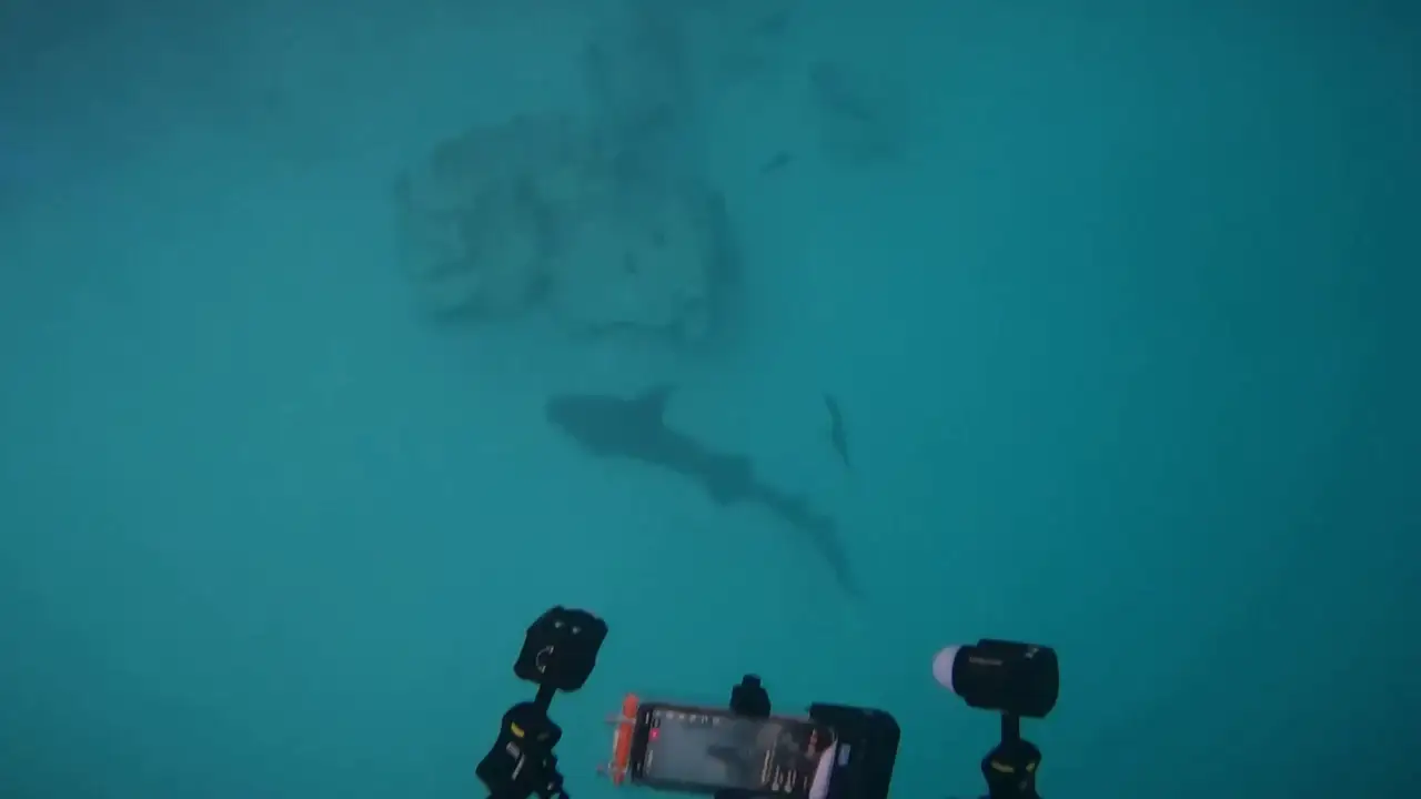 Impactante vídeo de un tiburón de dos metros herido descansando en el fondo del océano