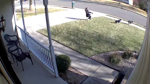 La cámara de seguridad grabó el momento en que dos perros arrastran a su dueña por la calle La cámara de seguridad grabó el momento en que dos perros arrastran a su dueña por la calle