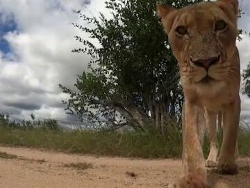 Una leona intenta morder una cámara mientras esta grabando