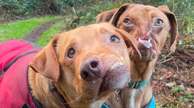Dos adorables perros con deformidades son mejores amigos