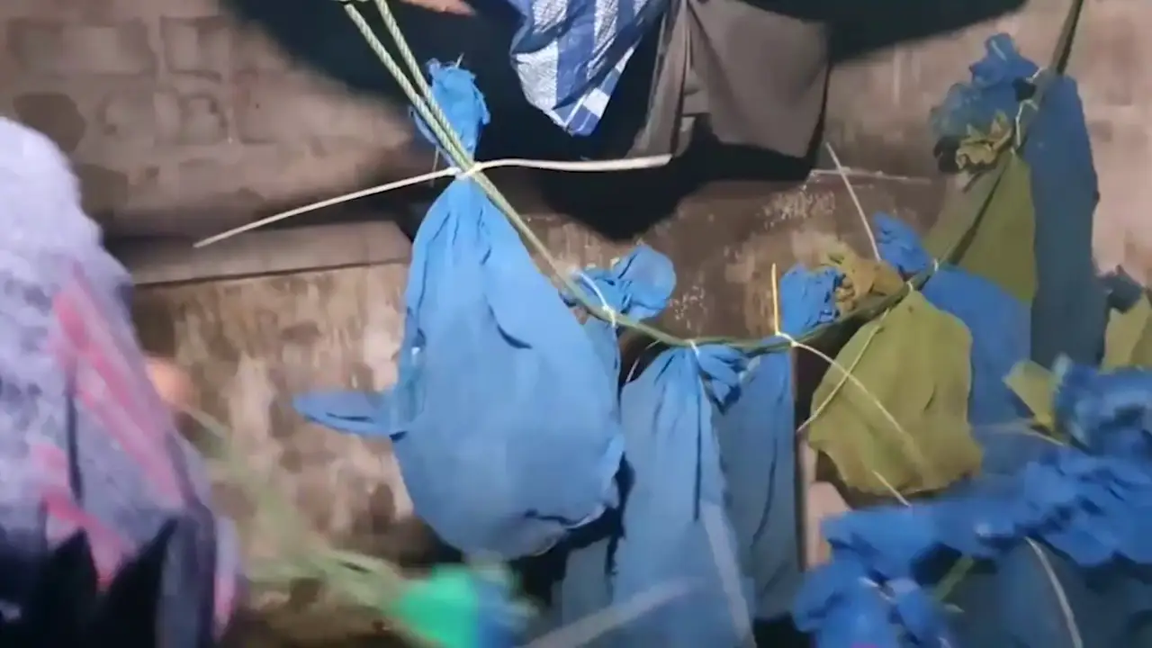 Rescatan a decenas de monos metidos en bolsas que iban a ser vendidos