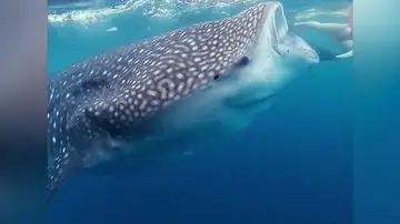 La ilusión óptica de un tiburón devorando a un buceador