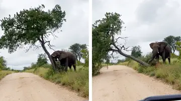 Elefante derribando un árbol