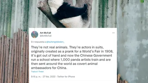 ¿Existen realmente los osos panda? ¿Existen realmente los osos panda?
