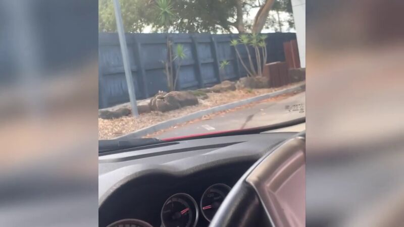 Dos mujeres se llevaron el susto de su vida al ver una enorme araña en la ventana del coche