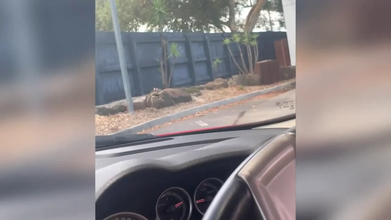Dos mujeres se llevaron el susto de su vida al ver una enorme ara&ntilde;a en la ventana del coche