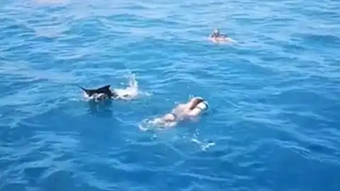 Pez espada ataca a buceadores Pez espada ataca a buceadores