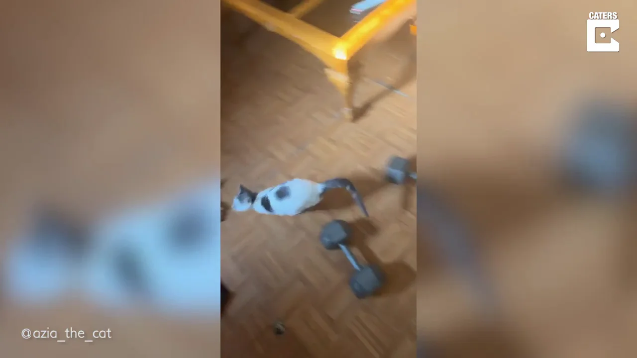 &iquest;Houdini? Este curioso gato abre la ventan y se escapa de casa