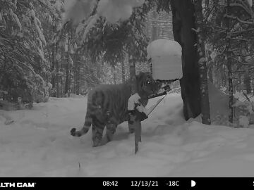 Las impactantes imágenes de uno de los ultimos tigres siberianos que existen en el mundo