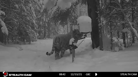 Las impactantes imágenes de uno de los ultimos tigres siberianos que existen en el mundo Las impactantes imágenes de uno de los ultimos tigres siberianos que existen en el mundo