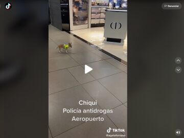 El cachorro de policía más pequeño del mundo captado por TikTok