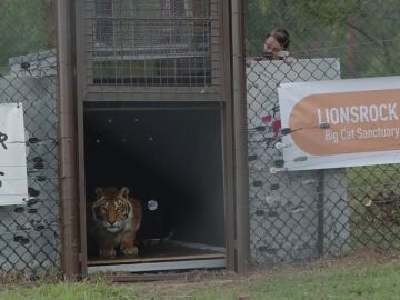 Rescatan a cuatro tigres que llevaban 15 años abandonados en un vagon de tren 