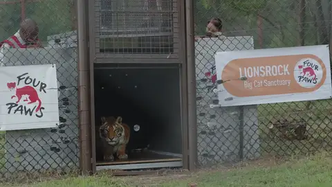 Rescatan a cuatro tigres que llevaban 15 años abandonados en un vagon de tren Rescatan a cuatro tigres que llevaban 15 años abandonados en un vagon de tren