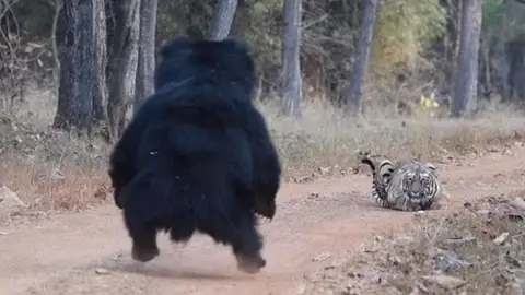Oso enfrentándose a una tigresa Oso enfrentándose a una tigresa