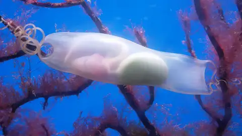 Graban a un tiburón moviéndose dentro de su huevo Graban a un tiburón moviéndose dentro de su huevo