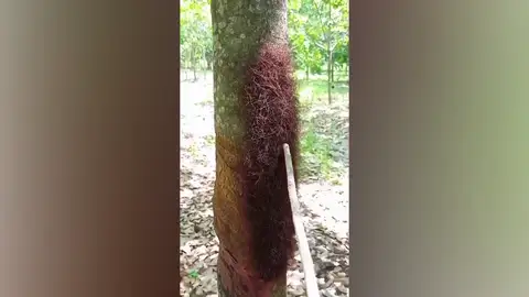 Encuentra esto en un árbol y se lleva el susto de su vida al tocarlo Encuentra esto en un árbol y se lleva el susto de su vida al tocarlo
