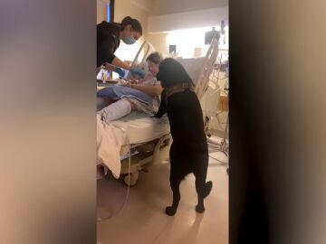  Perro se queda en la sala de partos para recibir a su nueva hermana humana