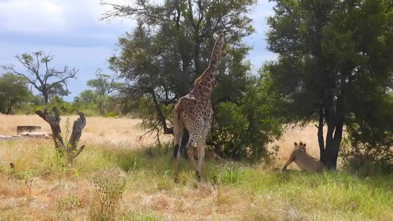 Una jirafa valiente ahuyenta a cinco leones para comer del árbol bajo el que descansaban