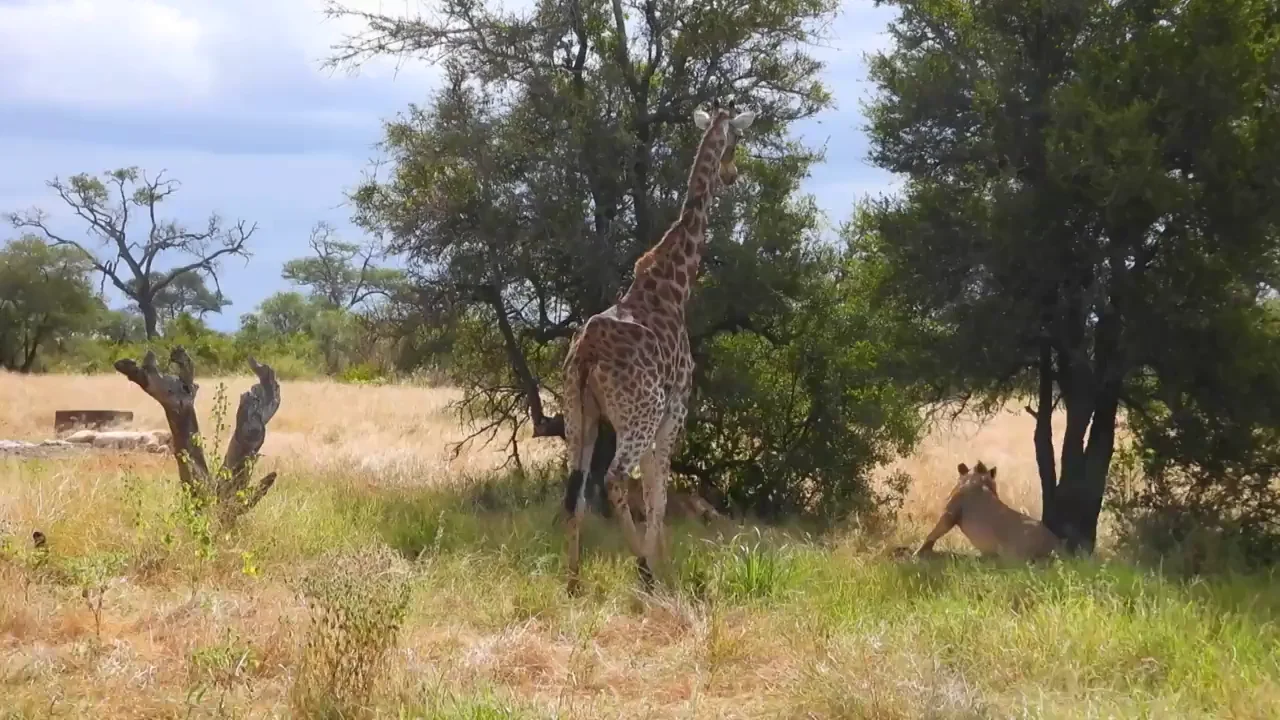 Una jirafa valiente ahuyenta a cinco leones para comer del &aacute;rbol bajo el que descansaban