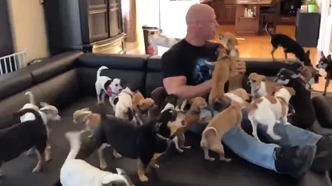 Rescata a 100 perros chihuahua Rescata a 100 perros chihuahua