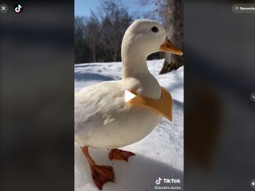Los patos se convierten en la nueva mascota de moda en TikTok