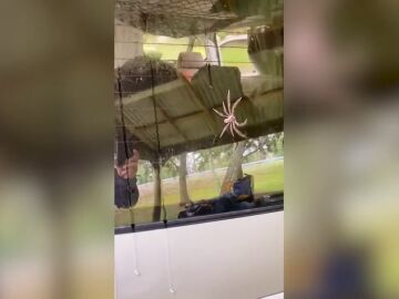 Una pareja encuentra arañas gigantes en su furgoneta y los usuarios de TikTok alucinan