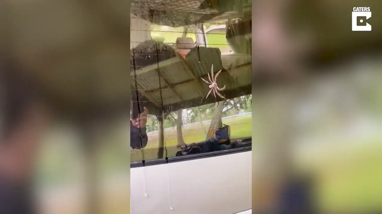 Una pareja encuentra arañas gigantes en su furgoneta y los usuarios de TikTok alucinan