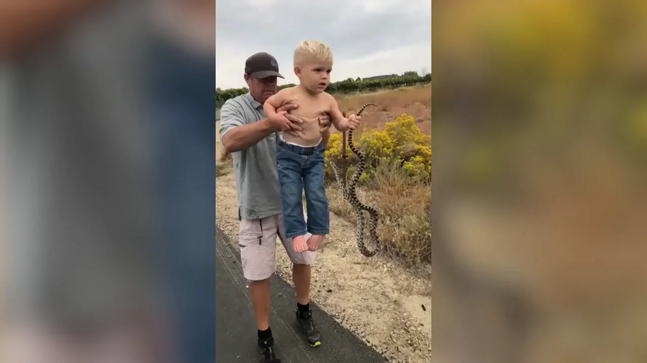 Un ni&ntilde;o estadounidense se niega a soltar a una serpiente toro salvaje y el v&iacute;deo est&aacute; dando la vuelta al mundo